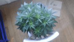 Flo 7 (12)