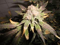 Flo 62 (9)