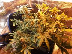 Flo 58 (3)
