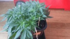 Flo 2 (1)