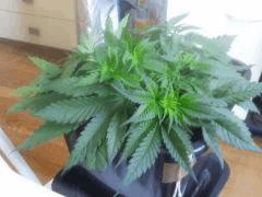 Cro 27 (4)