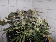 Flo 62 (12)