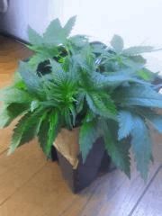 Cro 22 Kc secondaire  (1)
