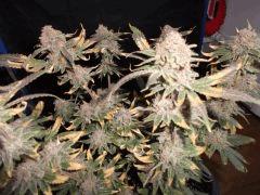 Flo 73 (10)