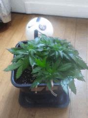 Cro 27 (2)