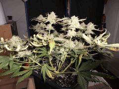 Flo 65 (4)