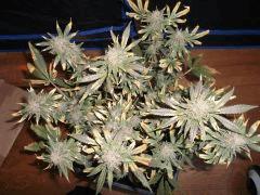 Flo 73 (6)