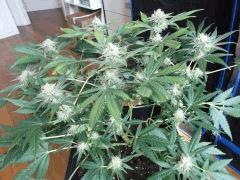 flo42 (15) (Copier)