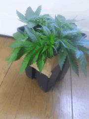 Cro 22 Kc secondaire  (3)