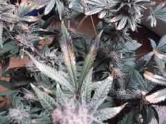 Flo 55 (25)