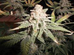 Flo 55 (16)