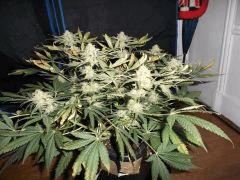 Flo 48 (14)