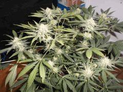 Flo 42 (9) (Copier)