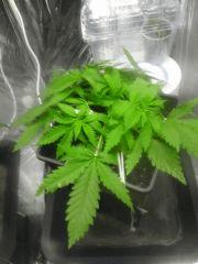 Cro 22 Kc secondaire  (5)