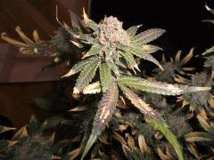 Flo 73 (8)
