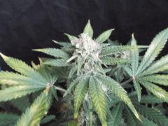 Flo 44 (9)