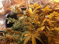Flo 58 (4)