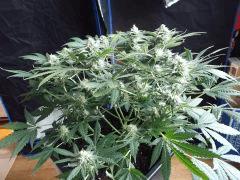 flo42 (24) (Copier)