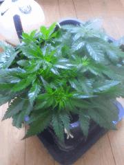 Cro 27 (7)