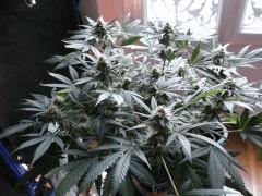 flo42 (18) (Copier)