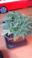 Flo 2 (6)