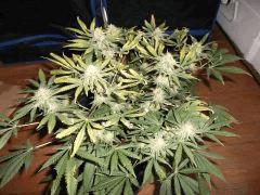 Flo 48 (12)