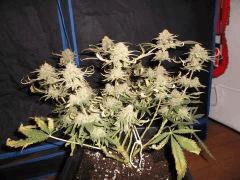 Flo 73 (4)