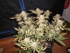 Flo 73 (2)
