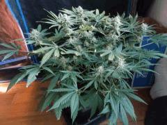 Flo 44 (8)