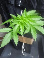 Cro 19 palissage (3)