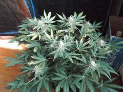 Flo 44 (3)