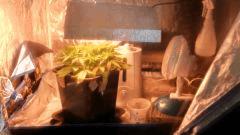 Flo 2 (9)