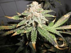Flo 62 (3)