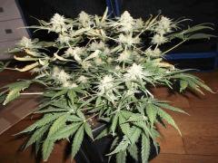 Flo 48 (13)