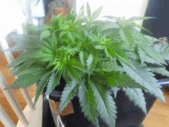 Cro 27 (5)