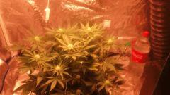 Flo 24 (6)