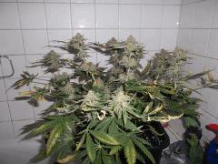 Flo 62 (6)