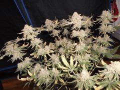 Flo 73 (1)