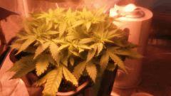 Flo 2 (12)