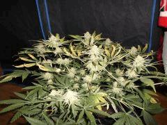 Flo 48 (22)