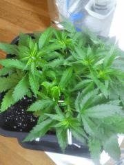 Cro 27 (9)
