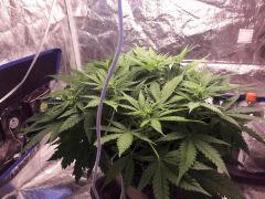 Flo+13 (8)