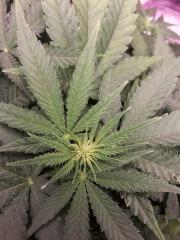 Flo+13 (9)