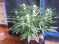 Flo 33 (10)