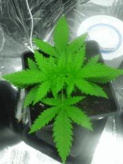 Cro+16 (5)