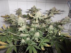 Flo 62 (14)