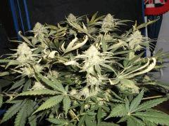 Flo 48 (17)