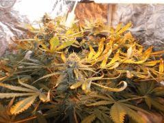 Flo 53 (5)