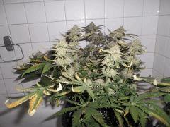 Flo 62 (5)