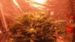 Flo 24 (22)